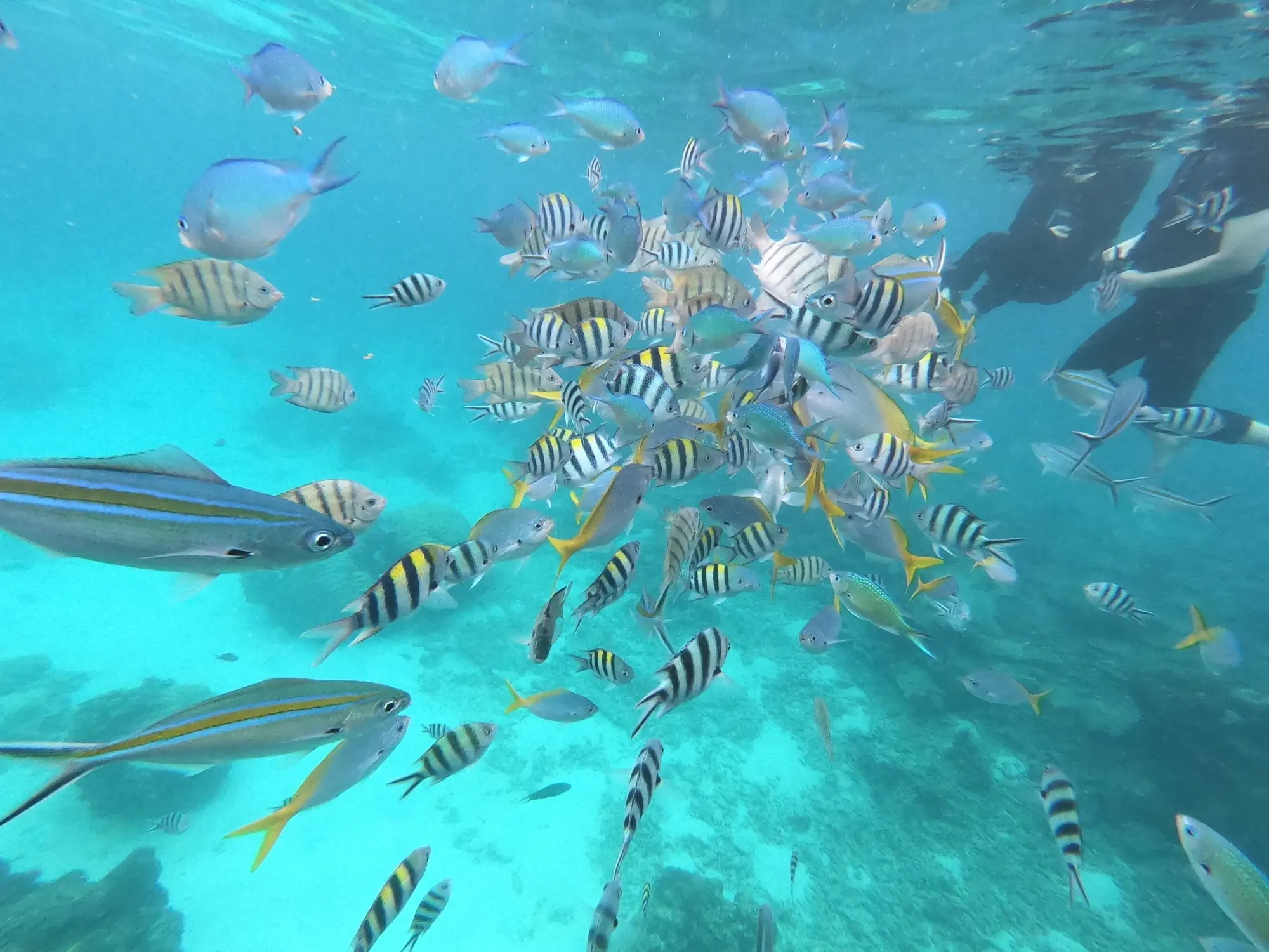 Pengalaman snorkeling bersama ikan di perairan Redang