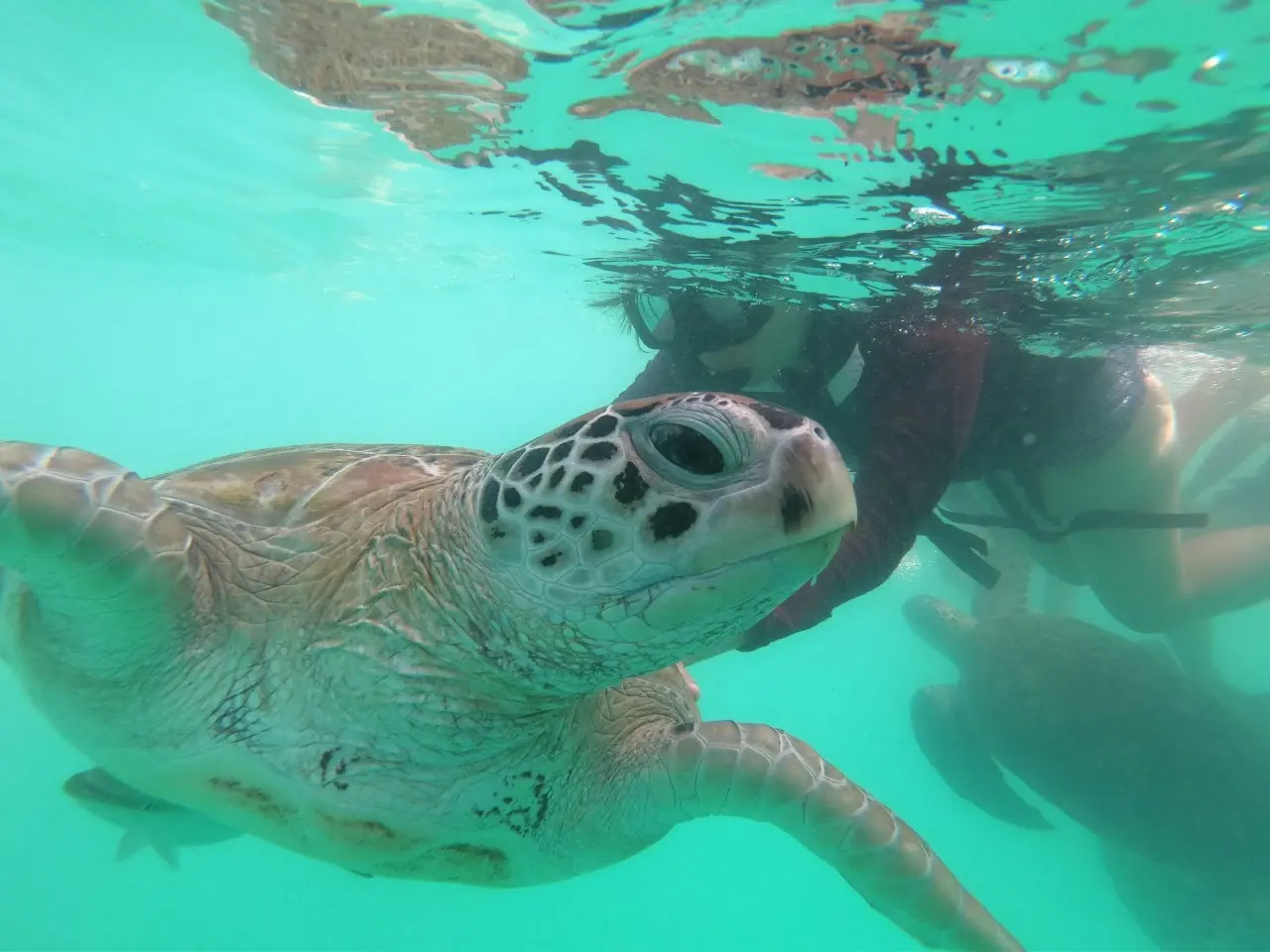 Penyu dan tetamu snorkeling di perairan Pulau Redang